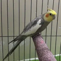 عروس هلندی نر|پرنده|ساوه, |دیوار