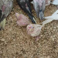 جوجه عروس|پرنده|نوبندگان, |دیوار