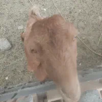 چپشت|حیوانات مزرعه|قلعه گنج, |دیوار