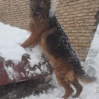 سگ ژرمن نر