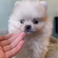 پامرانین قیمت ویژه۹۵۰۰