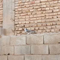 کبوتر