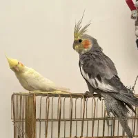 عروس هلندی کوتوله|پرنده|قائن, |دیوار