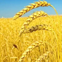 فروش انواع گندم درجه یک