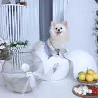 سگ پامرانین روباهی سایز ریز|سگ|چهاردانگه (تهران), |دیوار