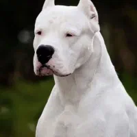 واگذاری دوگو قبول میکنم