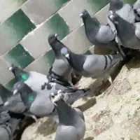 حدودا۲۰تاکفتر سبز المانی ودورگ و۳۰تاتهرانی ودورگ|پرنده|مشهد, شهید بصیر|دیوار