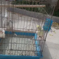 عروس هلندی|پرنده|شیراز, شهرک رضوان|دیوار