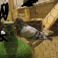 سلام 3تا کبوتر نر|پرنده|برازجان, |دیوار