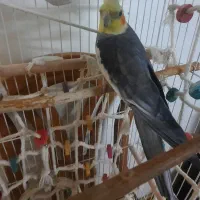 عروس هلندی نر