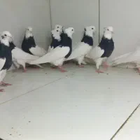 طوقی سیاه|پرنده|مشهد, عامل|دیوار