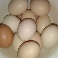 فروش تخم مرغ محلی