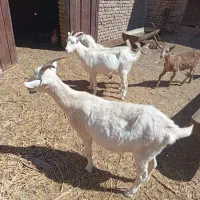 نربز وبزقاله وبز ابستن|حیوانات مزرعه|تربتحیدریه, آبشار|دیوار