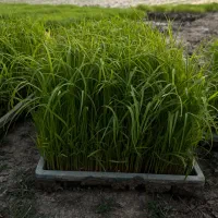 توم نشا ، بانک نشا