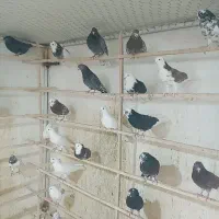 دنیای کبوتر طهرونی