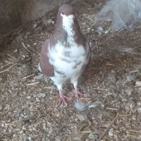 کفتر|پرنده|آبپخش, |دیوار