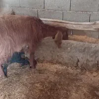 چتیر بادوتا بزغله|حیوانات مزرعه|سرپل ذهاب, |دیوار