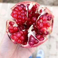 انار درجه یک رکن‌آباد میبد، دستچین باغ