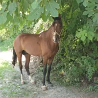 اسب|اسب و تجهیزات اسبسواری|گرگان, |دیوار