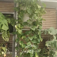 گل و گیاهان طبیعی|گل و گیاه طبیعی|شیراز, فرهنگ شهر|دیوار