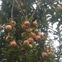 اجرای هرس و فرم دهی اصولی درختان مثمر|خدمات باغبانی و درختکاری|نجف‌آباد, صالح آباد|دیوار