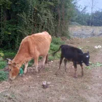 گاوباگوساله