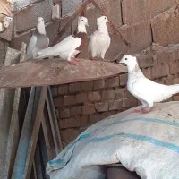سلام چند جفت کبوتر طوقی|پرنده|سوسنگرد, |دیوار