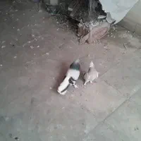 کبوتر دم سفید