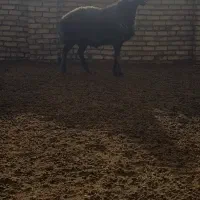 باسلام یه شیشک قوچ دلبر سبز کبود بره پارسال هستش|حیوانات مزرعه|اراک, |دیوار