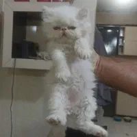 گربه نر پرشین