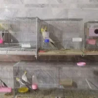 عروس هلندی مولد|پرنده|خمینیشهر, |دیوار