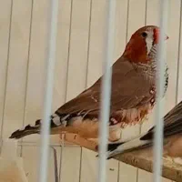 فنچ کینگ انگلیسی