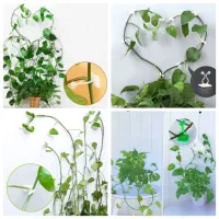 گیره پتوس نگهدارنده پتوس نظم دهنده گل استند