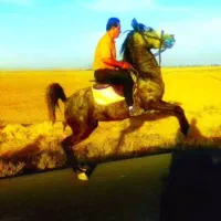 مادیان کرد فروشی