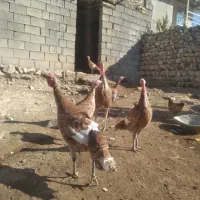 بوقلمون محلی