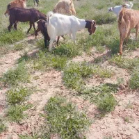 دو عدد بزغاله ماده پاکستانی