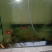 ماهی گوپی قیمت 30تومن