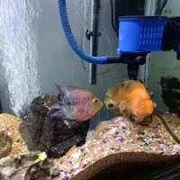 آکواریوم و ماهی|ماهی|رودسر, |دیوار