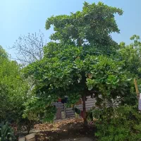 گارومزنگی تضمینی درجه یک