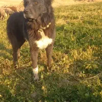 واگذاری سگ گله|سگ|چنارود, |دیوار