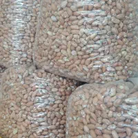 فروش بادام تازه