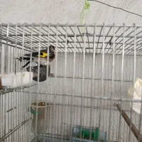 سهره.|پرنده|نیشابور, دهنو|دیوار
