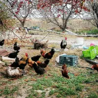 جاده‌ بالانج