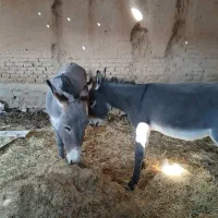 الاغ ماده مخصوص گله|حیوانات مزرعه|پاسارگاد, |دیوار