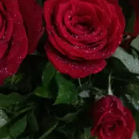 گل آرایی درمحل شما باکس وگلدان و..مستقیم ازبازارگل