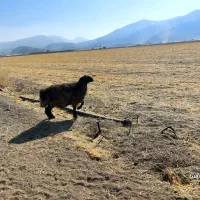 شیشک قوچ جوان|حیوانات مزرعه|پاسارگاد, |دیوار