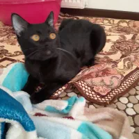 واگذاری گربه مشکی رایگان