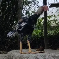 خروس لاری اصل|حیوانات مزرعه|چوبر, |دیوار