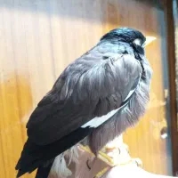 یک عدد مینا