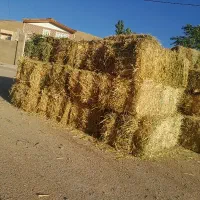 علف تازه  واس فروش دارم
